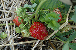 Cavendish Strawberry (Fragaria 'Cavendish') at Stonegate Gardens