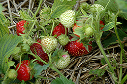 Rhapsody Strawberry (Fragaria 'Rhapsody') at Stonegate Gardens