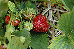 Sparkle Strawberry (Fragaria 'Sparkle') at Stonegate Gardens