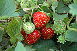 Cabot Strawberry (Fragaria 'Cabot') at A Very Successful Garden Center