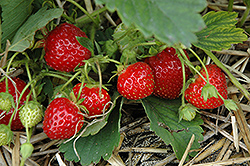 Ovation Strawberry (Fragaria 'Ovation') at Stonegate Gardens
