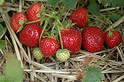 Jewel Strawberry (Fragaria 'Jewel') at Stonegate Gardens