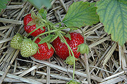 Ogallala Strawberry (Fragaria 'Ogallala') at Stonegate Gardens