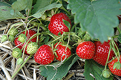 Itasca Strawberry (Fragaria 'Mnus 138') at Stonegate Gardens