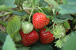 Brunswick Strawberry (Fragaria 'Brunswick') at Stonegate Gardens