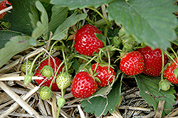 Galletta Strawberry (Fragaria 'Galletta') at Stonegate Gardens