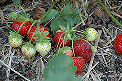 Veestar Strawberry (Fragaria 'Veestar') at Stonegate Gardens