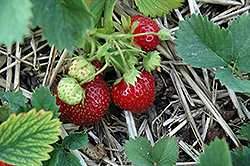 Tribute Strawberry (Fragaria 'Tribute') at Wallitsch Nursery And Garden Center