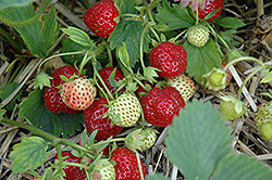 Mesabi Strawberry (Fragaria 'Mesabi') at Stonegate Gardens
