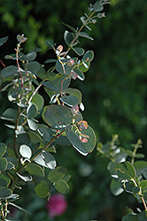 Silver Drop Cider Gum (Eucalyptus gunnii 'Silver Drop') at Stonegate Gardens