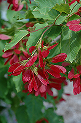 Hot Wings Tatarian Maple (Acer tataricum 'GarAnn') at Lakeshore Garden Centres