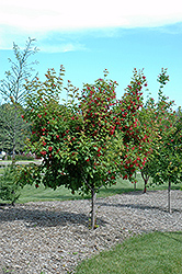 Ruby Slippers Amur Maple (Acer ginnala 'Ruby Slippers') at Stonegate Gardens