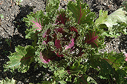 Glamour Red Kale (Brassica oleracea var. acephala 'Glamour Red') at Stonegate Gardens