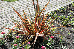 Rainbow Red New Zealand Flax (Phormium tenax 'Rainbow Red') at Stonegate Gardens
