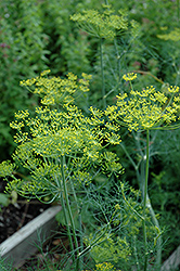 Dill (Anethum graveolens) at Stonegate Gardens