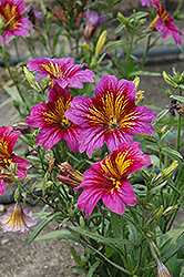 Royale Purple Bicolor Stained Glass Flower (Salpiglossis sinuata 'Royale Purple Bicolor') at Stonegate Gardens