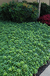 Green Sheen Japanese Spurge (Pachysandra terminalis 'Green Sheen') at A Very Successful Garden Center