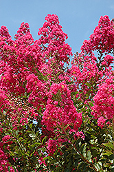 Tuskegee Crapemyrtle (Lagerstroemia 'Tuskegee') at Lakeshore Garden Centres