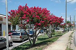 Tuskegee Crapemyrtle (Lagerstroemia 'Tuskegee') at Stonegate Gardens