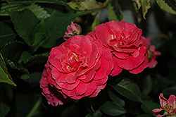 Livin' La Vida Rose (Rosa 'Hornimrod') at Stonegate Gardens