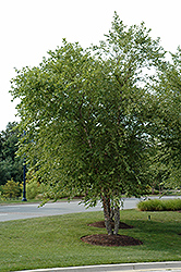 River Birch (clump) (Betula nigra '(clump)') at Stonegate Gardens