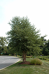 Dura Heat River Birch (clump) (Betula nigra 'Dura Heat (clump)') at Stonegate Gardens