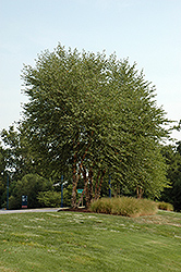 Heritage River Birch (clump) (Betula nigra 'Heritage (clump)') at Stonegate Gardens
