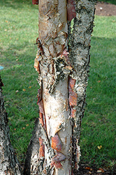 Heritage River Birch (clump) (Betula nigra 'Heritage (clump)') at Stonegate Gardens