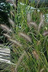 Cassian Dwarf Fountain Grass (Pennisetum alopecuroides 'Cassian') at Stonegate Gardens