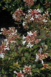 Little Richard Glossy Abelia (Abelia x grandiflora 'Little Richard') at Stonegate Gardens