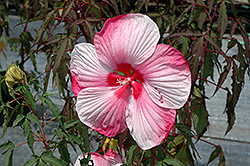 Turn Of The Century Hibiscus (Hibiscus 'Turn Of The Century') at Stonegate Gardens