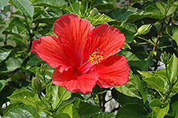 Red Hibiscus (Hibiscus rosa-sinensis 'Red') at Stonegate Gardens