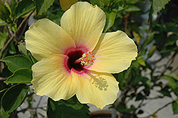 Lemon Hibiscus (Hibiscus rosa-sinensis 'Lemon') at Stonegate Gardens