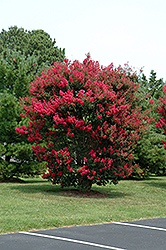 Arapaho Crapemyrtle (Lagerstroemia 'Arapaho') at Stonegate Gardens