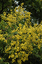 Golden Rain Tree (Koelreuteria paniculata) at Stonegate Gardens
