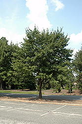 Somerset Red Maple (Acer rubrum 'Somerset') at Stonegate Gardens