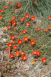 Rio Grande Orange Portulaca (Portulaca oleracea 'Rio Grande Orange') at Stonegate Gardens