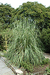 Ravenna Grass (Erianthus ravennae) at A Very Successful Garden Center