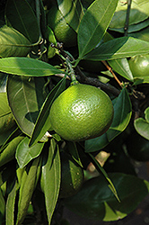 Okitsu Mandarin (Citrus unshiu 'Okitsu') at Stonegate Gardens