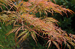 Baldsmith Japanese Maple (Acer palmatum 'Baldsmith') at Stonegate Gardens