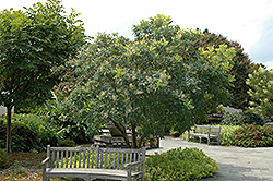 American Smoketree (Cotinus obovatus) at Stonegate Gardens