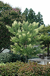 Millstone Japanese Pagoda Tree (Sophora japonica 'Halka') at Stonegate Gardens