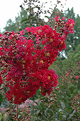Arapaho Crapemyrtle (Lagerstroemia 'Arapaho') at Stonegate Gardens