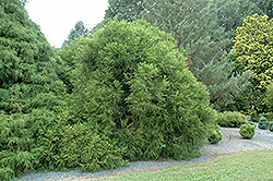 Spiraliter Falcata Japanese Cedar (Cryptomeria japonica 'Spiraliter Falcata') at Stonegate Gardens