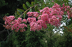 Osage Crapemyrtle (Lagerstroemia 'Osage') at Stonegate Gardens