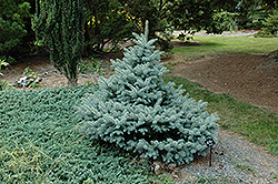 Blue Trinket Spruce (Picea pungens 'Blue Trinket') at Stonegate Gardens