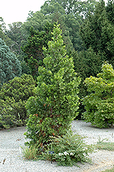 Maupin Glow California Incense Cedar (Calocedrus decurrens 'Maupin Glow') at Stonegate Gardens