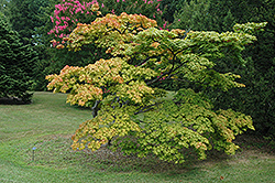 Mon Zukushi Japanese Maple (Acer palmatum 'Mon Zukushi') at Stonegate Gardens
