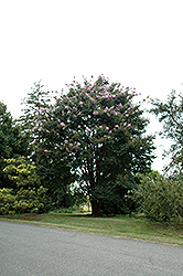 Apalachee Crapemyrtle (Lagerstroemia 'Apalachee') at Stonegate Gardens