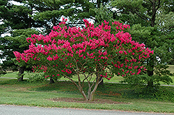 Dallas Red Crapemyrtle (Lagerstroemia indica 'Dallas Red') at Stonegate Gardens